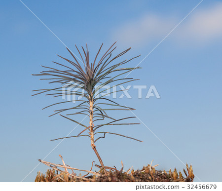 Newborn pine sprout 32456679