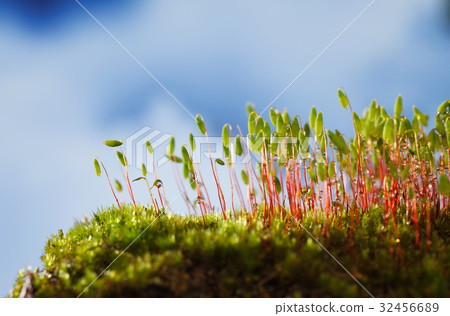 Pohlia nutans moss 32456689