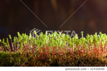 Rain drops on moss 32456690