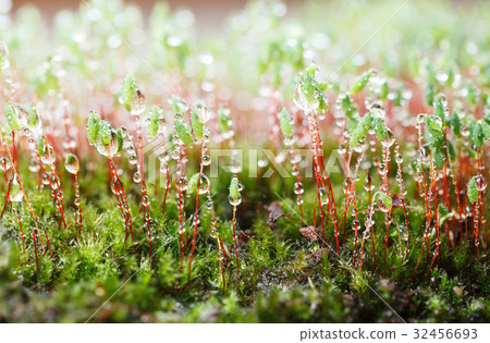 Rain drops and moss 32456693