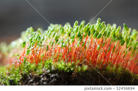 Pohlia moss hummock 32456694