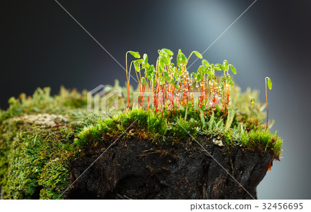 Rain drops on mossy stump 32456695