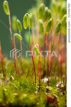 Pohlia nutans moss 32456700