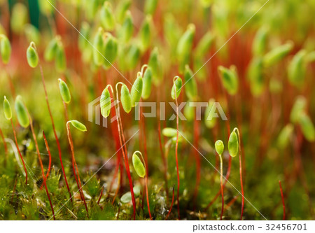 Bryum moss 32456701