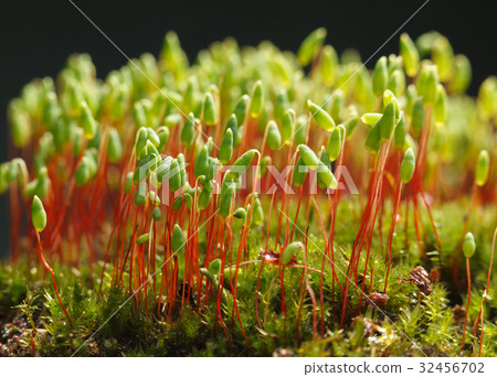 Pohlia moss 32456702