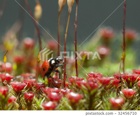 Ladybird going to climb Ladybird going to climb 32456710