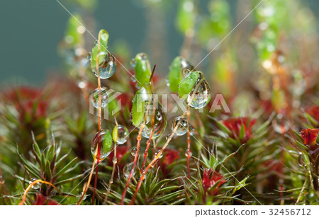 Rain drops on pohlia and haircap moss 32456712