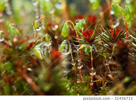 Rain drops on mossy forest floor 32456713