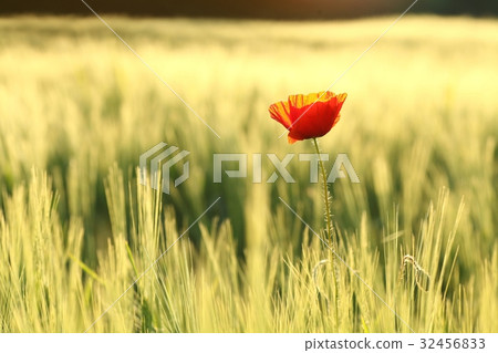 Poppy in the field at dawn Poppy in the field at dawn 32456833