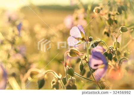 Geranium pratense (Cranesbill Geranium) 32456992
