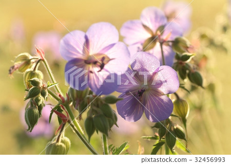 Geranium pratense (Cranesbill Geranium) 32456993