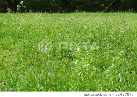Various kinds of grasslands -1 32457073