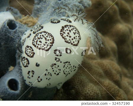 Chromodoris willani sea slug (nudibranch). Taken i 32457190