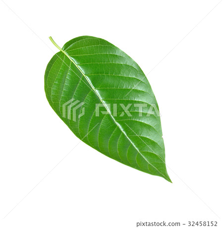 Mitragyna speciosa leaf on white background 32458152