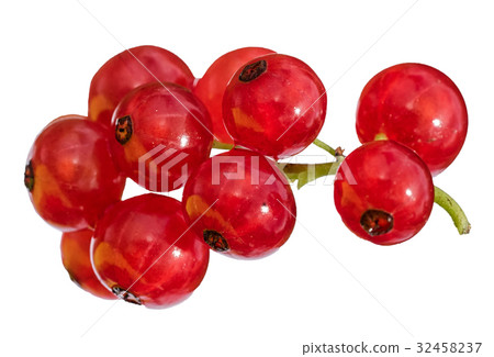 red currants branch isolated on white background red currants branch isolated on white background 32458237