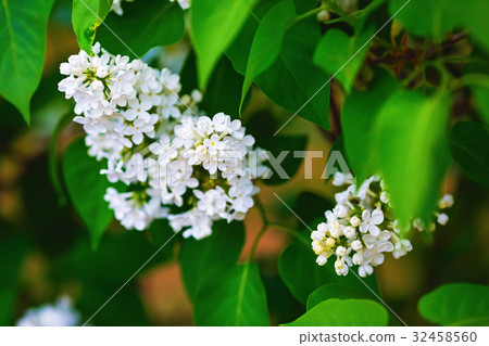 White lilac flowers 32458560