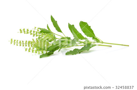 fresh sweet basil flower on a white background 32458837