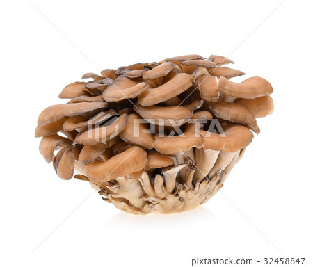 maitake mushrooms on white background 32458847
