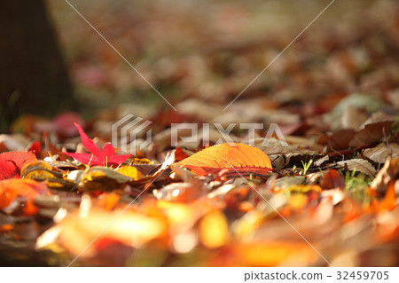 Fallen leaves Fallen leaves 32459705