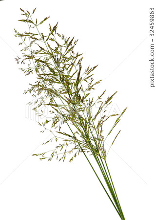 bunch of grass spica isolated on white background bunch of grass spica isolated on white background 32459863