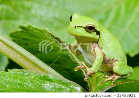 Japanese black frog Japanese black frog 32459921