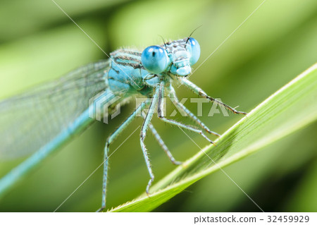 Freshwater fish (male) 32459929