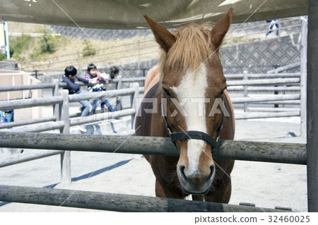 Horse 32460025