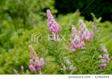 Hozakimotsuke 32460944