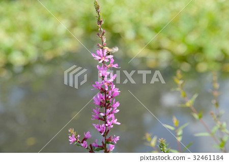 Lythrum Lythrum 32461184