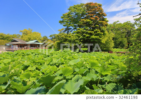 大綠色的Genpei池塘（鶴岡八幡宮） 32461198