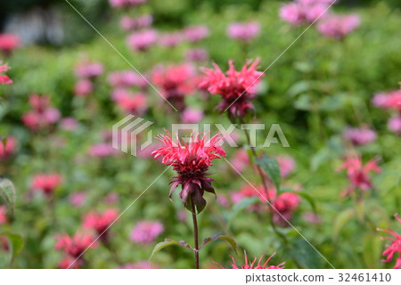 Monaruda Monaruda 32461410