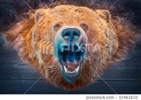 Head of Bear and skin. Hunting Trophy. Retro toned Head of Bear and skin. Hunting Trophy. Retro toned 32461610