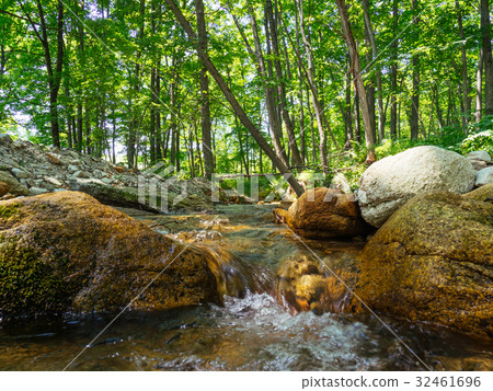 Summer forest 32461696