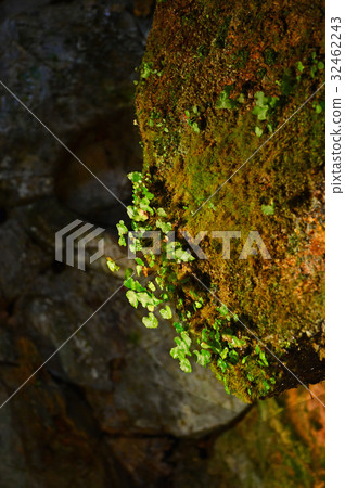 Plants that grow in Shishigane Limestone Cave Plants that grow in Shishigane Limestone Cave 32462243