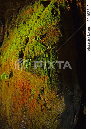 Plants that grow in Shishigane Limestone Cave 32462245
