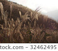 芒草 32462495