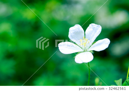 白花李子 白花李子 32462561