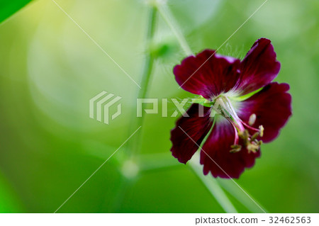 黑花波拉克 黑花波拉克 32462563