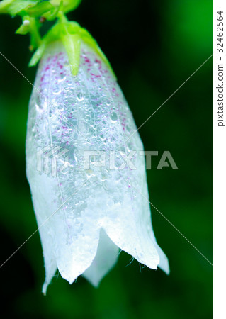 Hotarubukuro transparent through wet in the rain 32462564