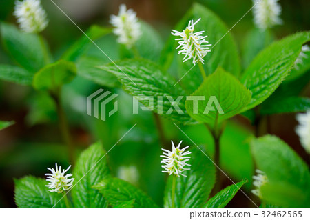 One person One person 32462565