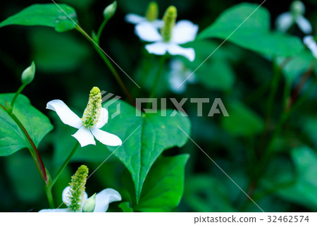 Hokkaido Hokkaido 32462574