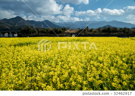 Nanohana Farm (Ehime Prefecture Tozai City) Nanohana Farm (Ehime Prefecture Tozai City) 32462917
