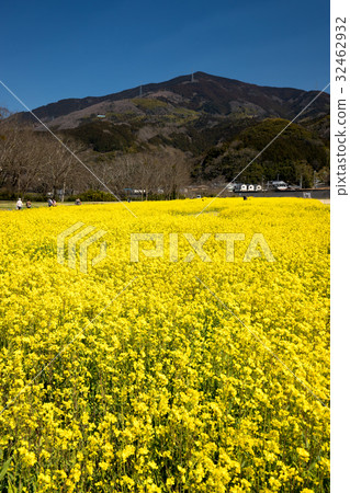 Nanohana Farm (Ozu City, Ehime Prefecture) 32462932