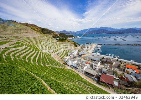Udaiba of Yuuko Watergoura (Uwajima-shi, Ehime Prefecture) 32462949