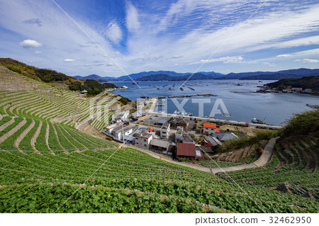 Udaiba of Yuuko Watergoura (Uwajima-shi, Ehime Prefecture) 32462950