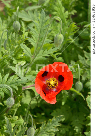 Plants: Montsuki Hinagi Pestididae 32462959