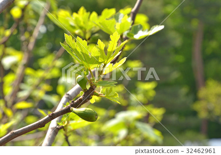 Tree: Familaceae family 32462961