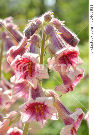 Plants: Acacia ragwort 32462981