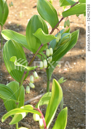 Plant: Fury Amadokoro Ului Plant: Fury Amadokoro Ului 32462988