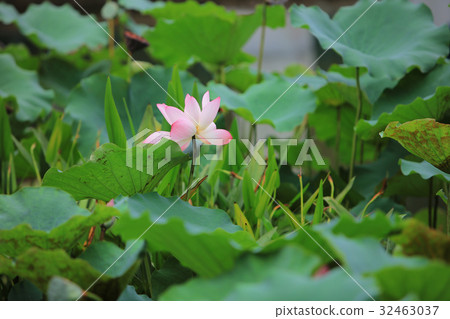 Lotus flower with beautiful at rain day Lotus flower with beautiful at rain day 32463037